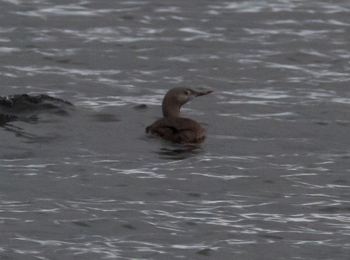 Red-throated Loon - ML273871911