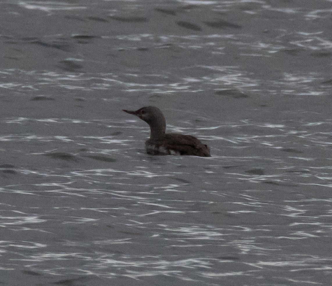 Red-throated Loon - ML273871921