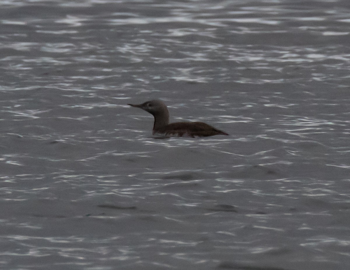 Red-throated Loon - ML273871931