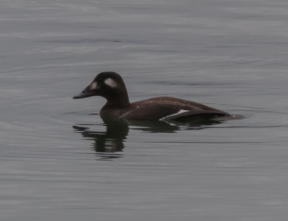 White-winged Scoter - ML273872001