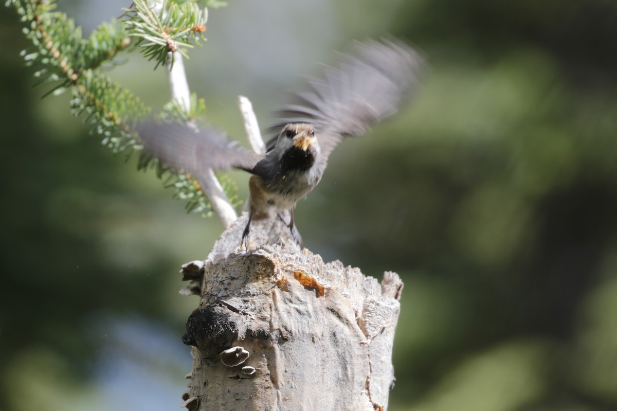 Boreal Chickadee - ML273876881