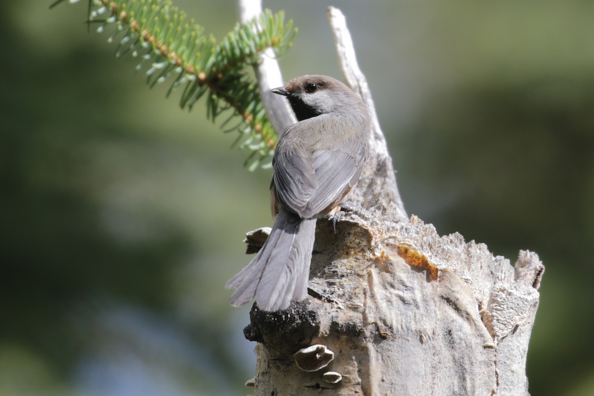 Boreal Chickadee - ML273876891