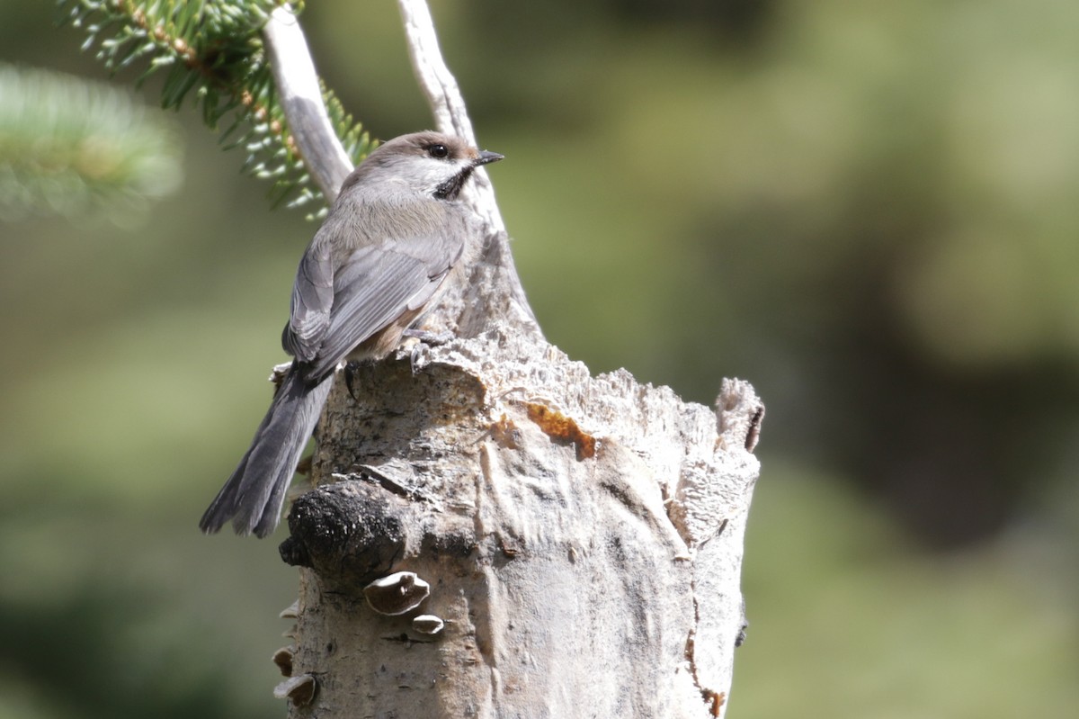 Boreal Chickadee - ML273876901