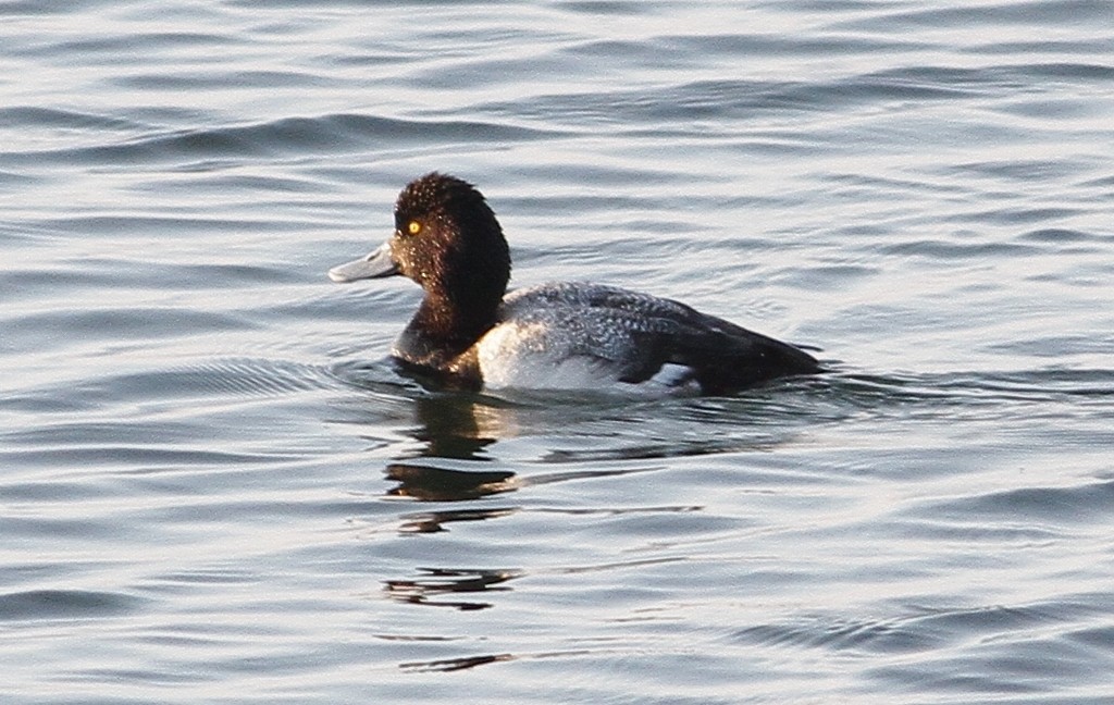 スズガモ - ML27387691