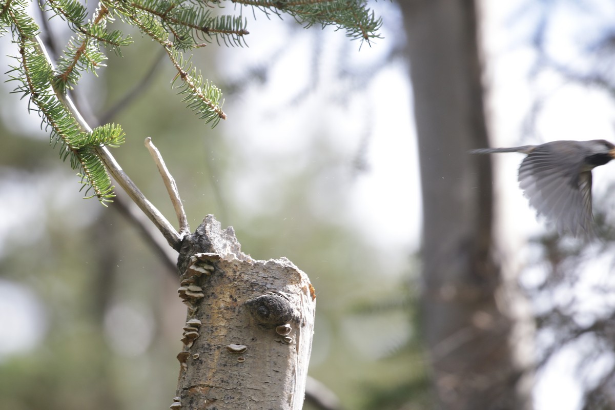 Boreal Chickadee - ML273876911