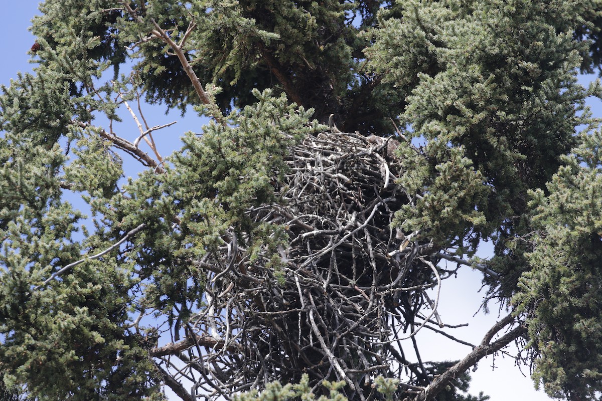 Common Raven - ML273876941