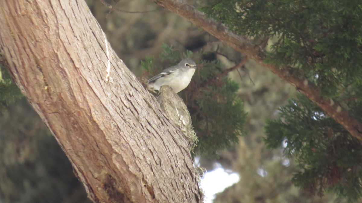 Plumbeous Vireo - ML273877391