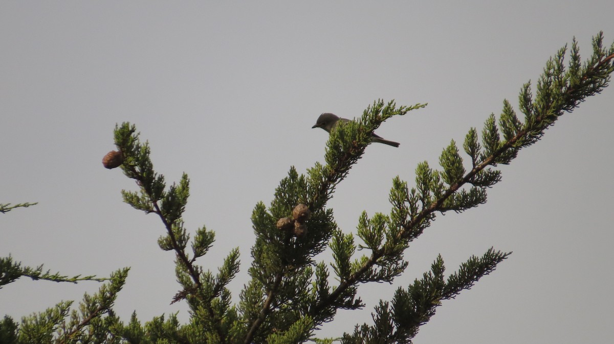 Plumbeous Vireo - ML273877511