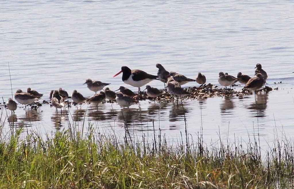 アメリカミヤコドリ - ML27387811