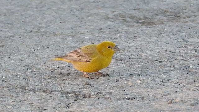 Greater Yellow-Finch - ML273878131