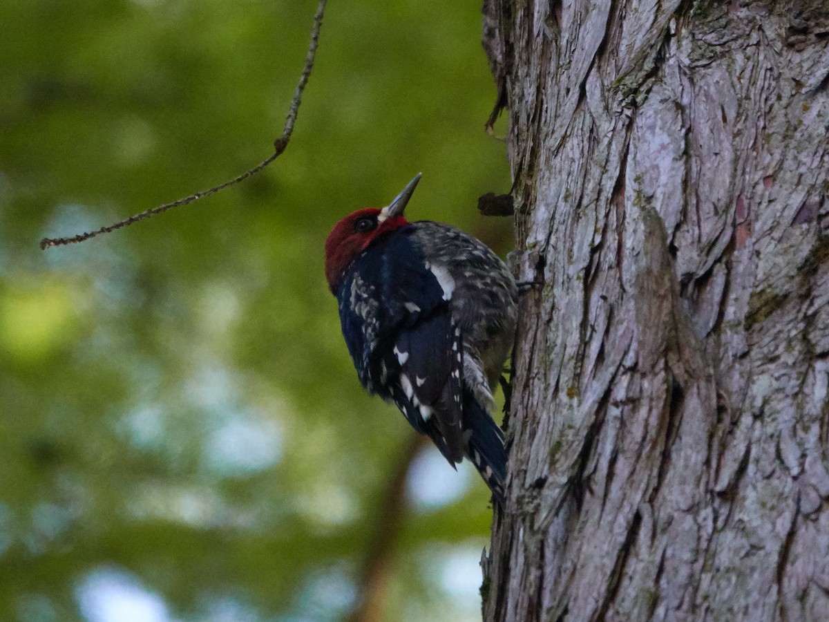 Red-breasted Sapsucker - ML273878421