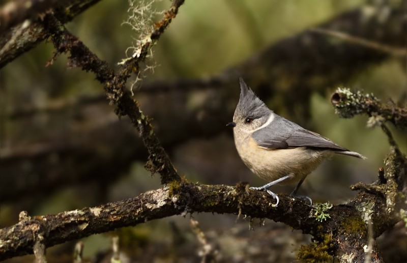 Gray-crested Tit - Sandip Das