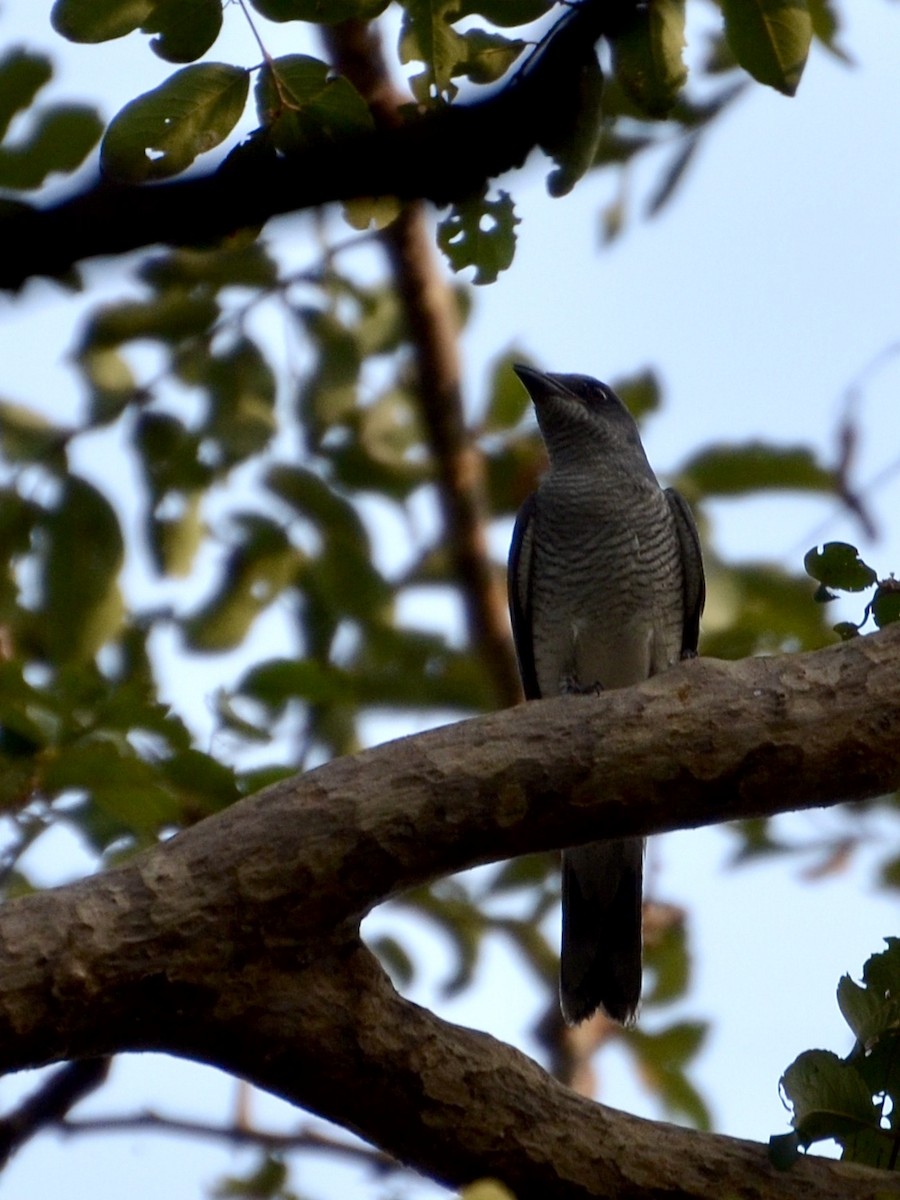 Indian Cuckooshrike - ML273881761