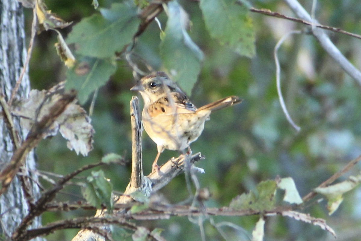 Swamp Sparrow - ML273883621