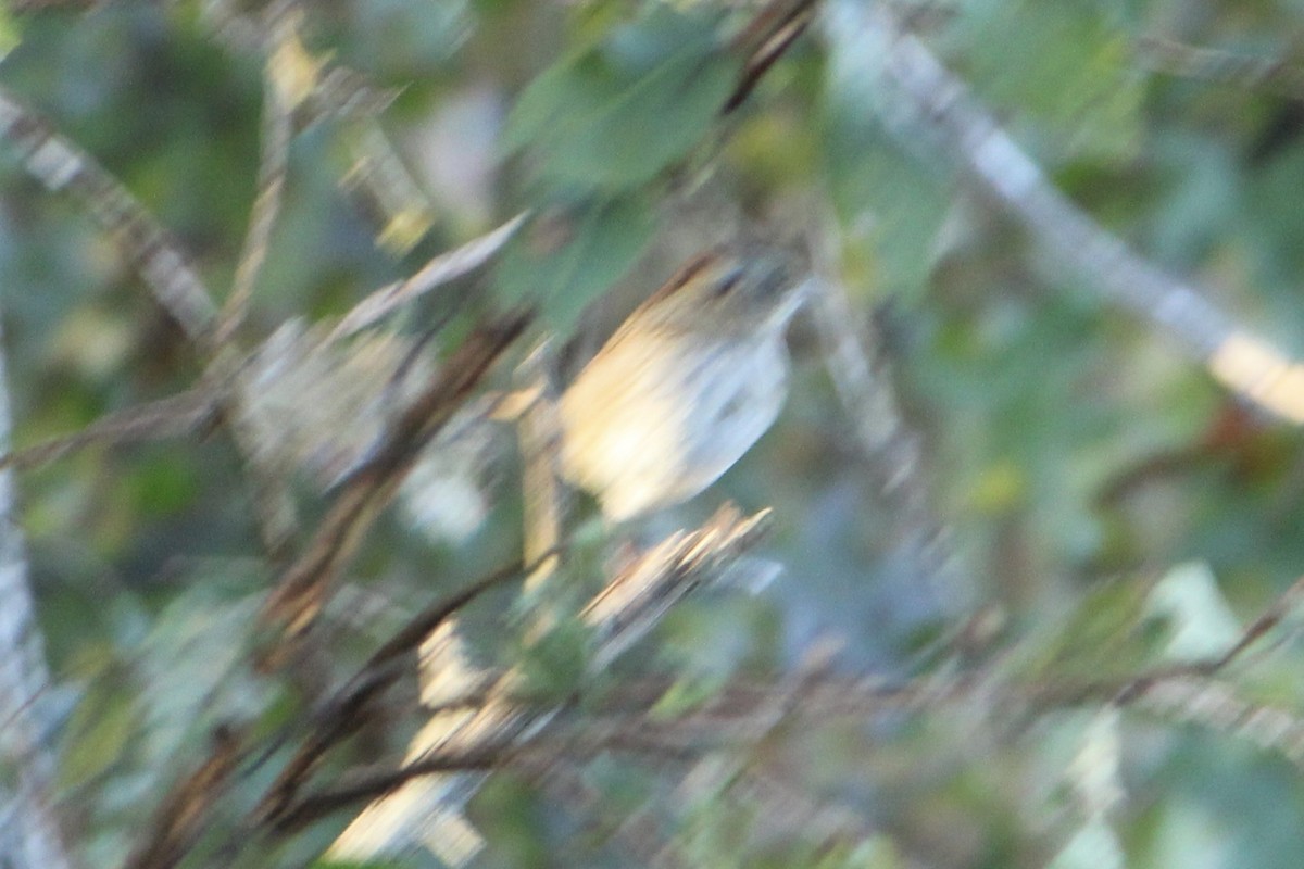 Swamp Sparrow - ML273883641