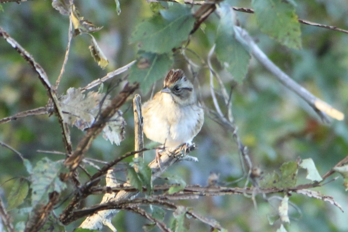 Swamp Sparrow - ML273883651