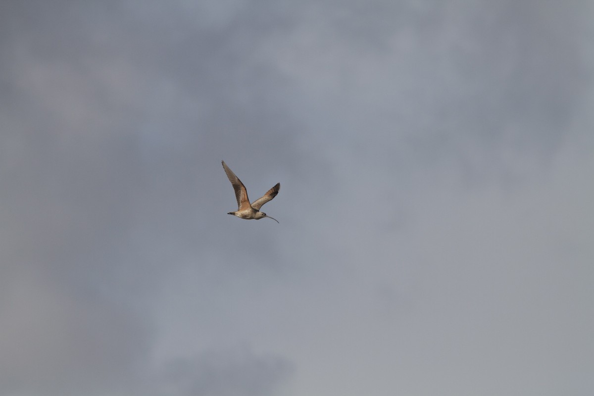 Long-billed Curlew - ML27388401