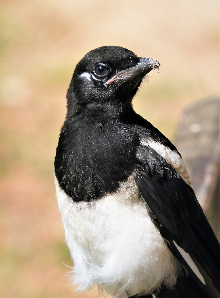 pica p melanotos Eurasian Magpie (Iberian)