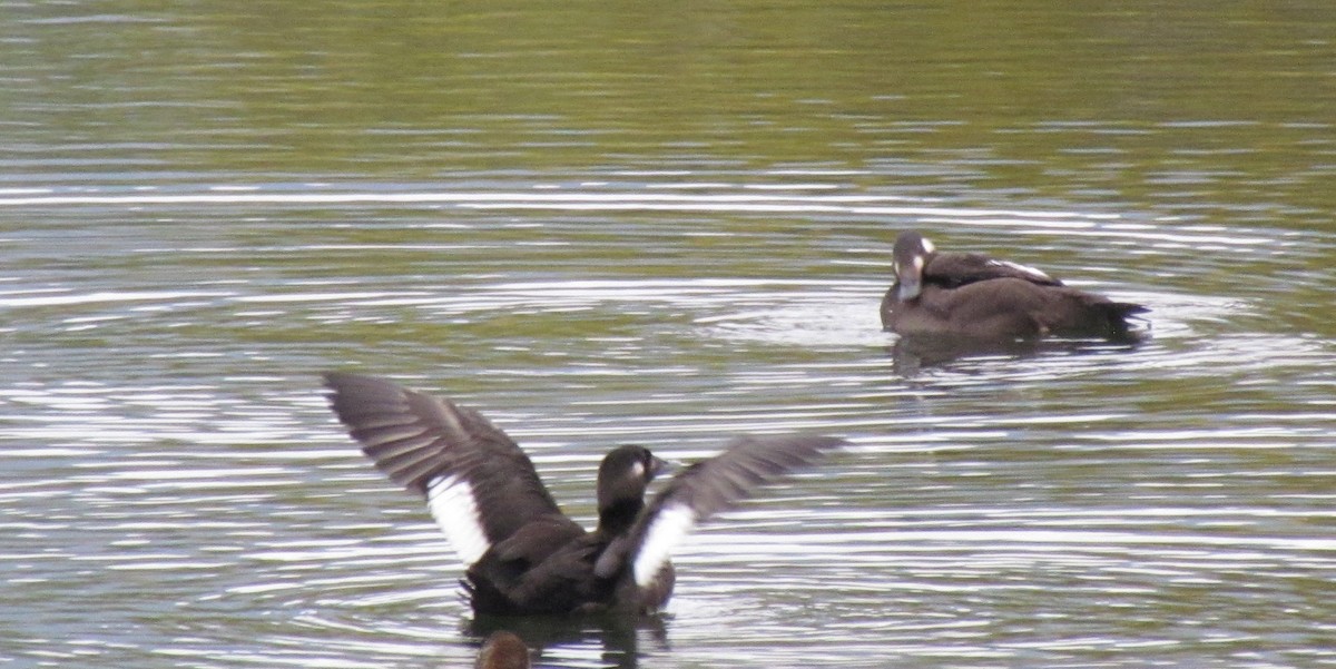 White-winged Scoter - ML273884541