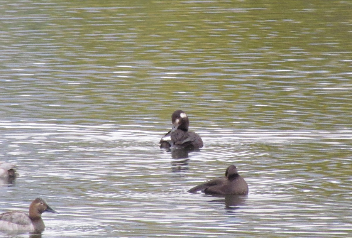 White-winged Scoter - ML273884551