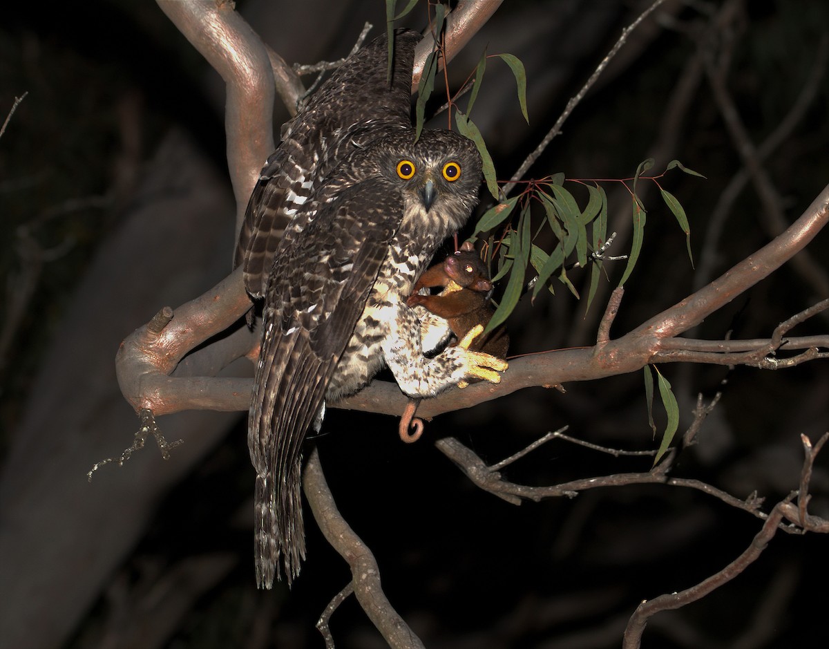 Powerful Owl - Michael Daley