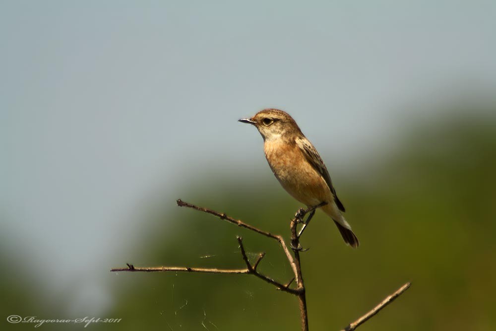 Siberian Stonechat - ML273887871