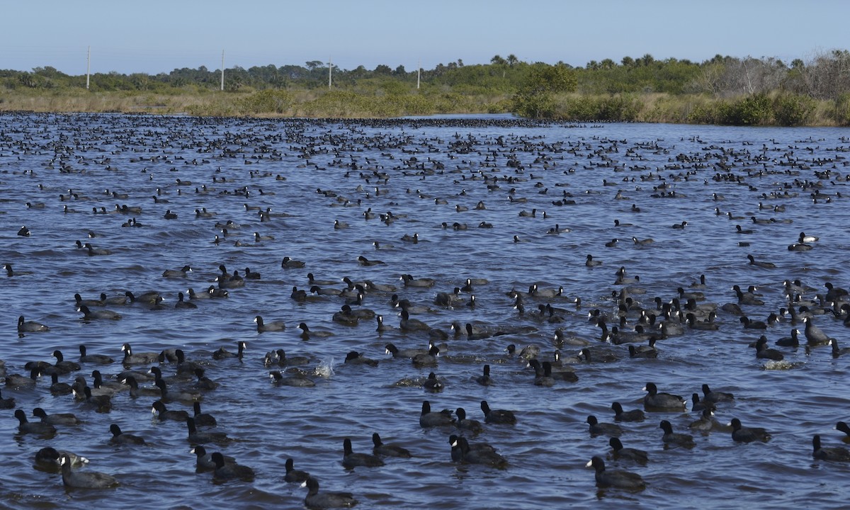 American Coot (Red-shielded) - ML273887891