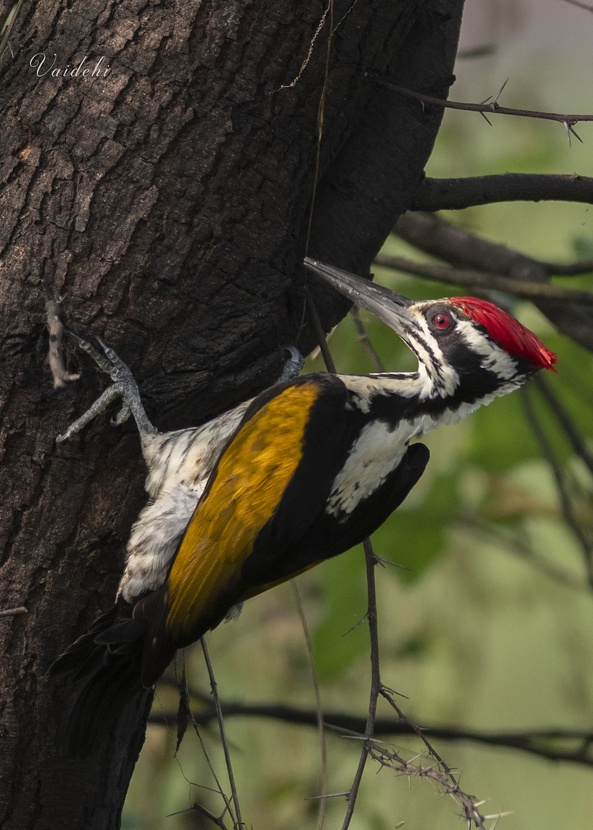 White-naped Woodpecker - ML273887931