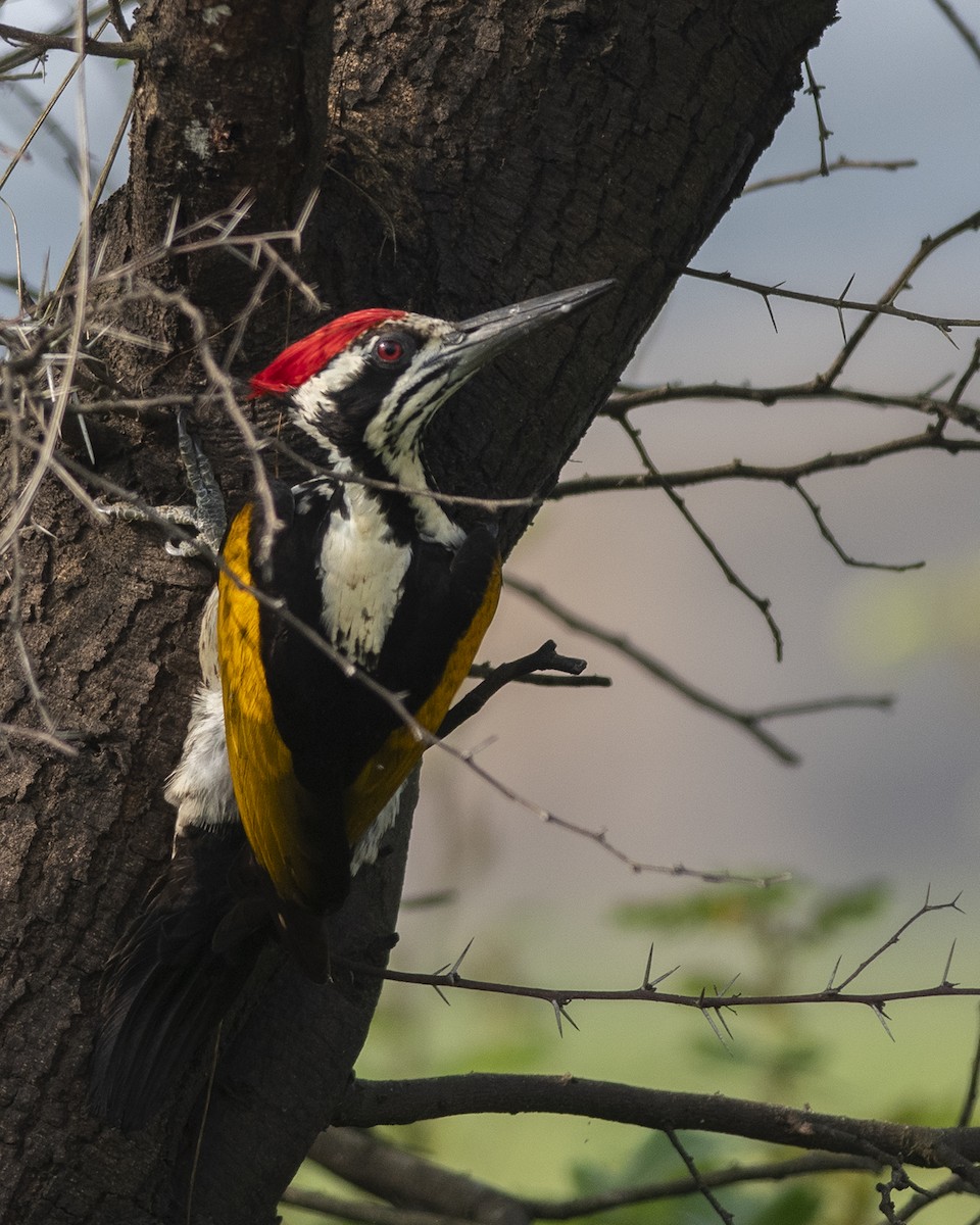 White-naped Woodpecker - ML273887941