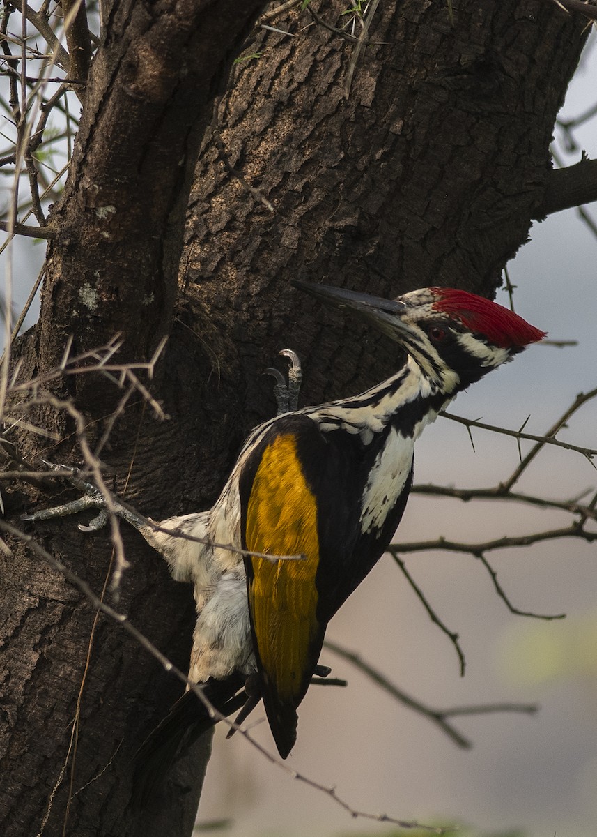 White-naped Woodpecker - ML273888021
