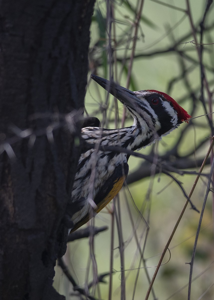 White-naped Woodpecker - ML273888071