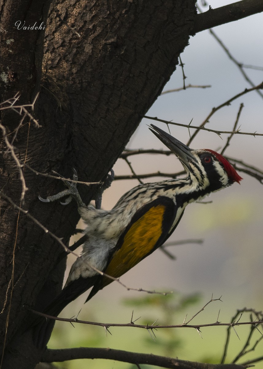 White-naped Woodpecker - ML273888121