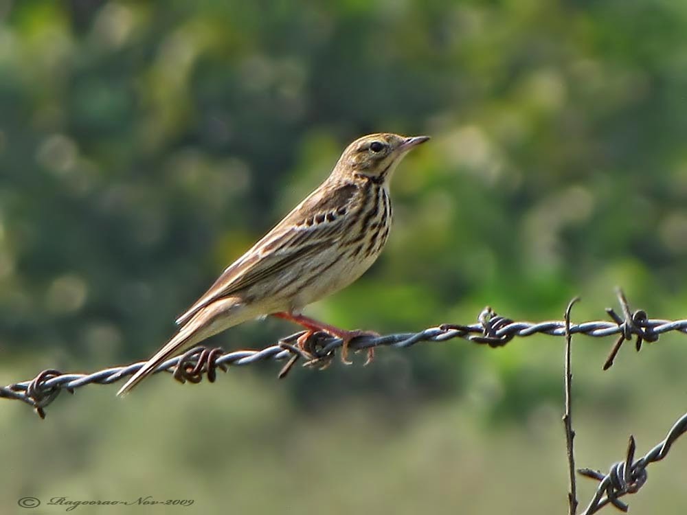 Tree/Olive-backed Pipit - ML273888671
