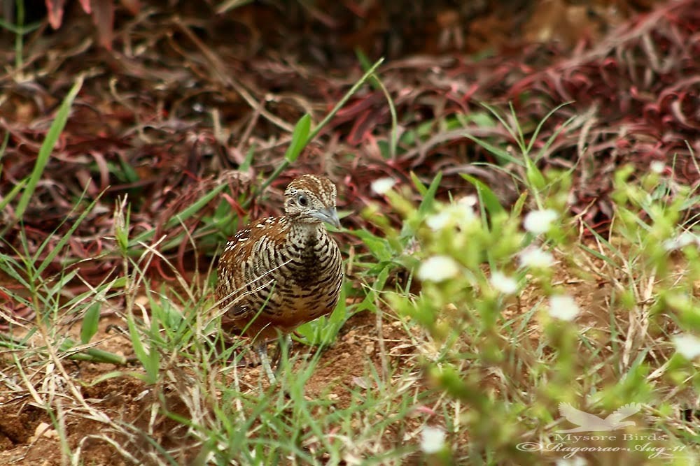 Barred Buttonquail - ML273889731