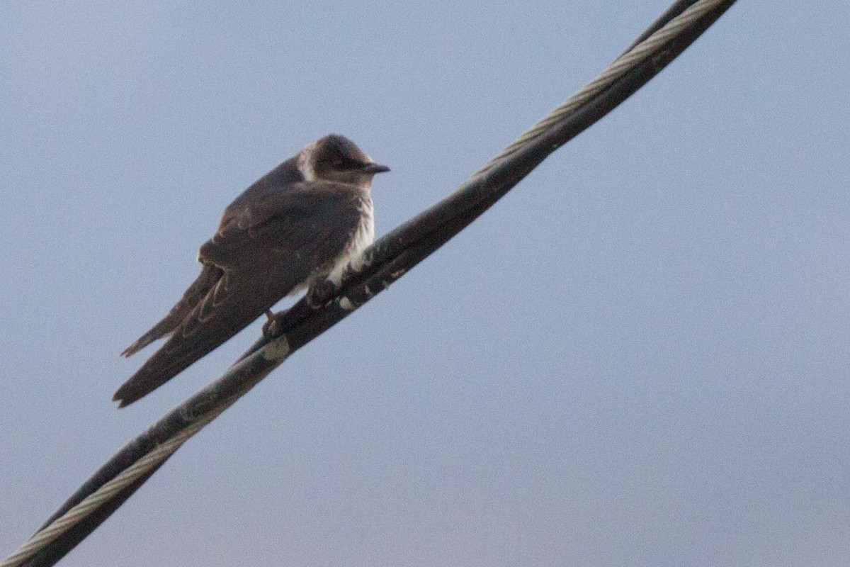 Golondrina Purpúrea - ML273891061