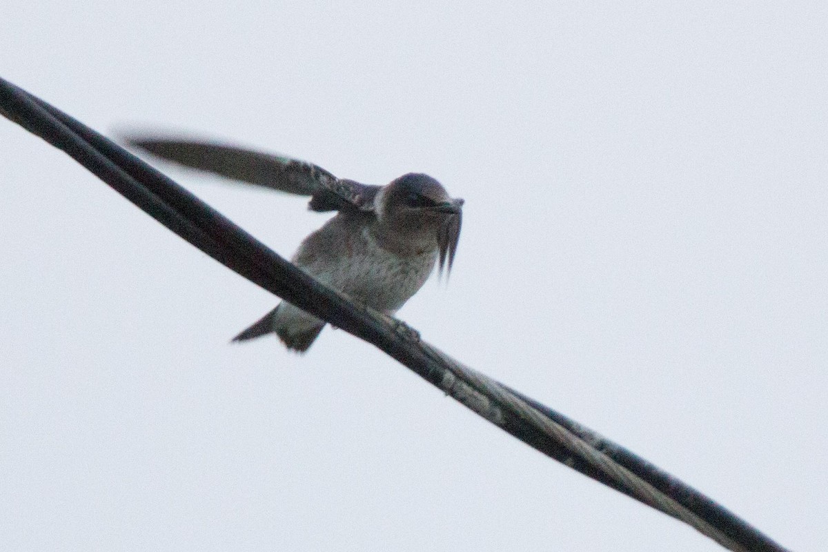 Purple Martin - ML273891771