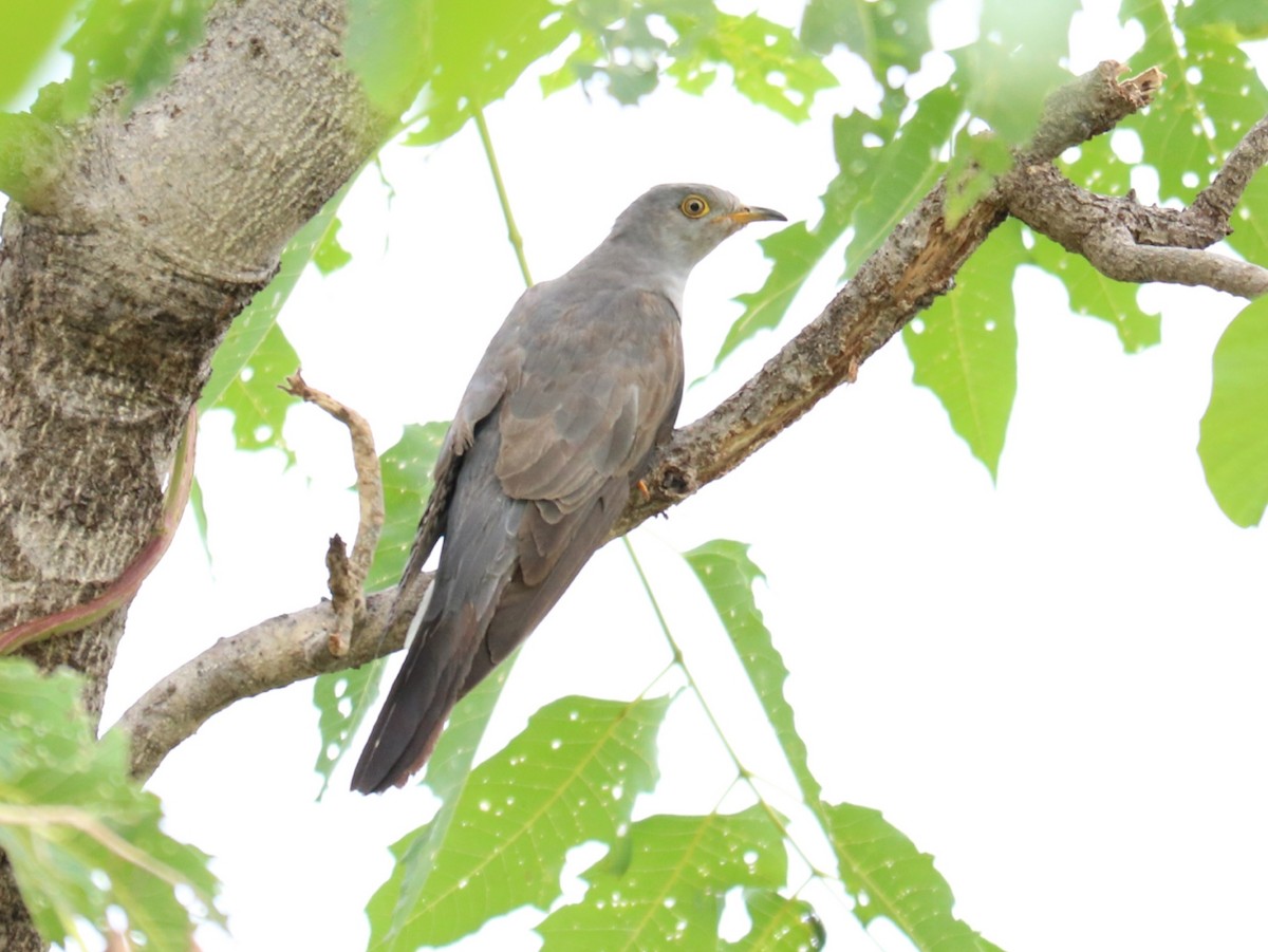 Common Cuckoo - Elavarasan M