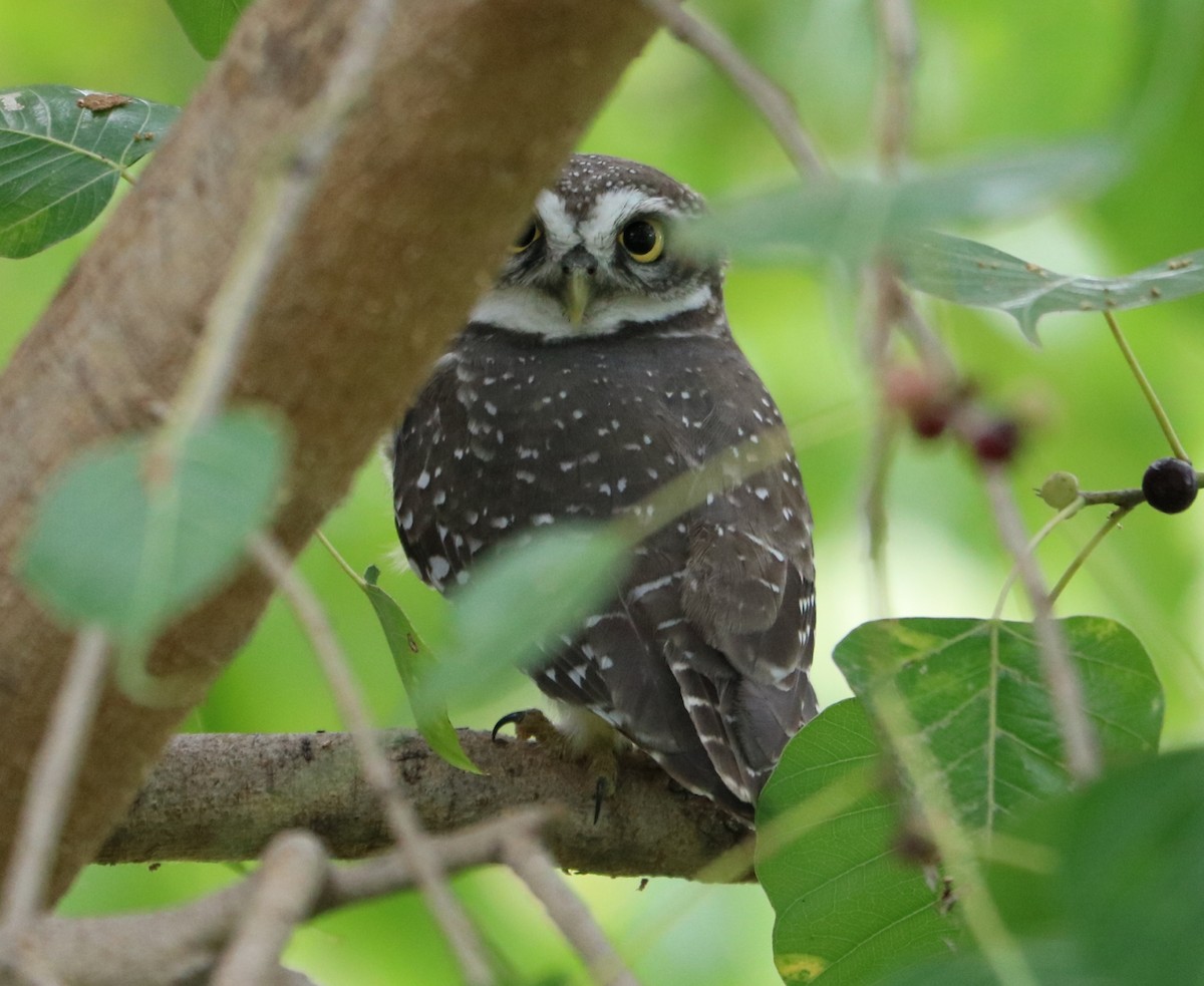 Spotted Owlet - ML273891911