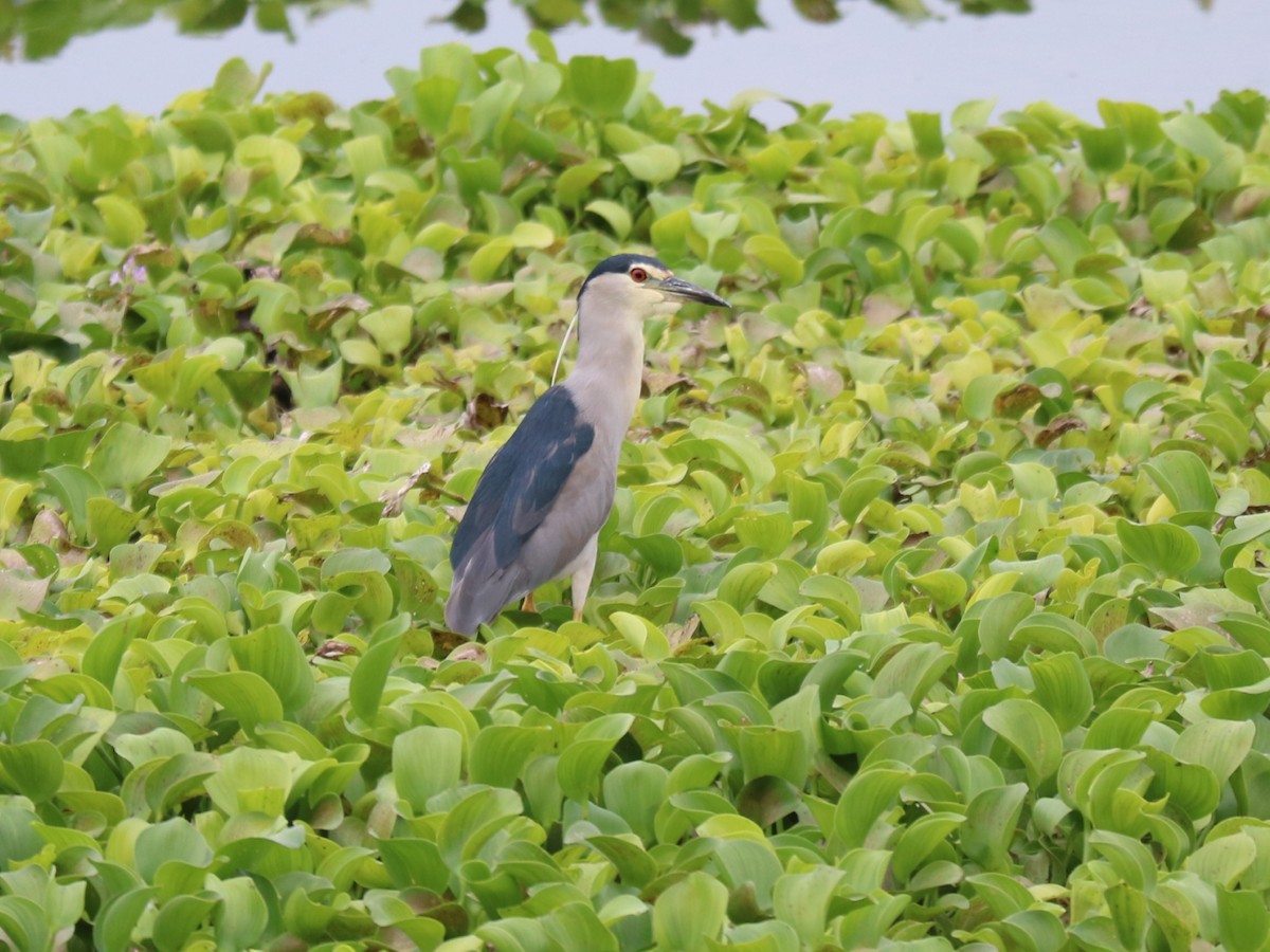 Black-crowned Night Heron - ML273891931