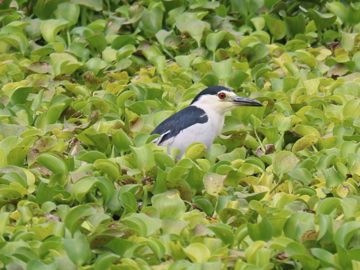 Black-crowned Night Heron - ML273891941