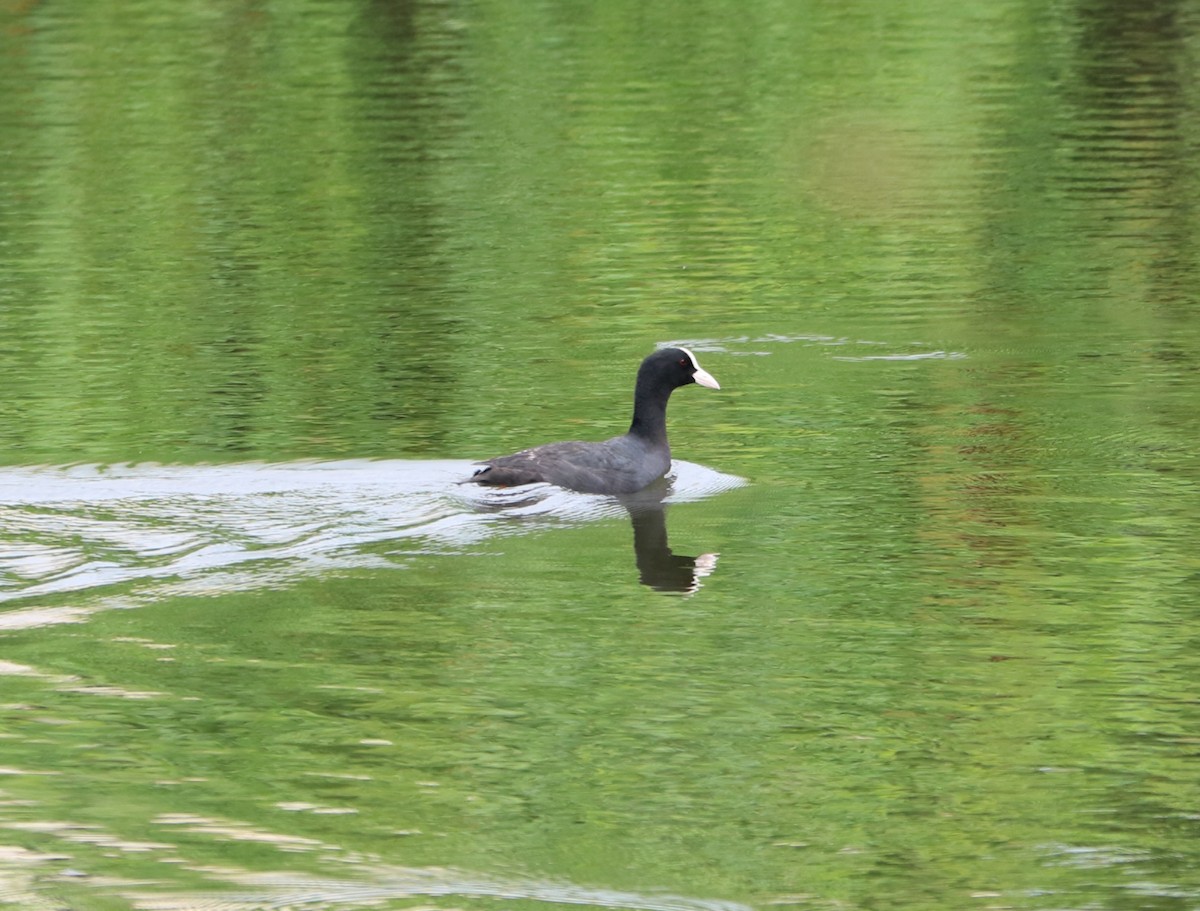 Eurasian Coot - Elavarasan M