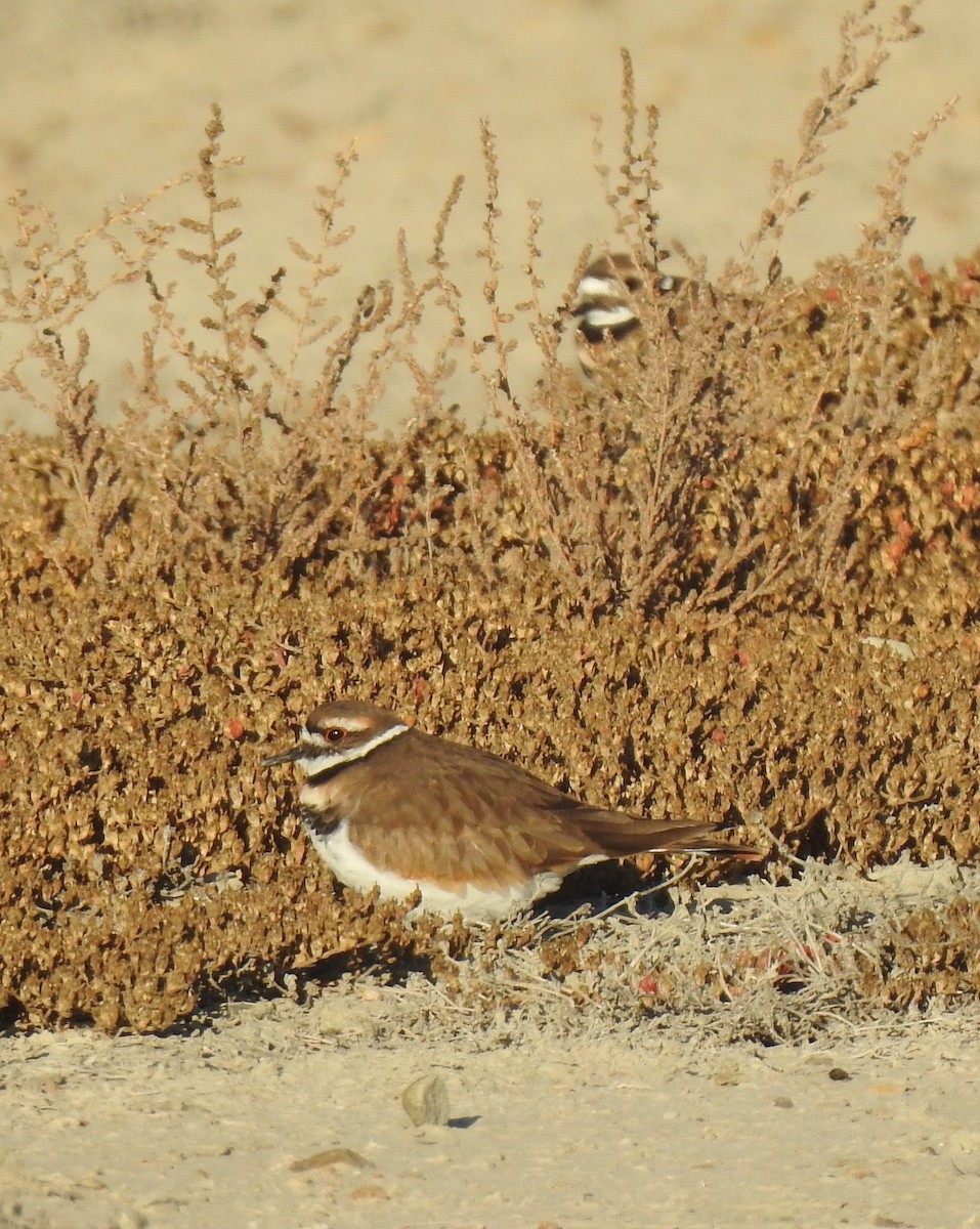 Killdeer - ML273892211