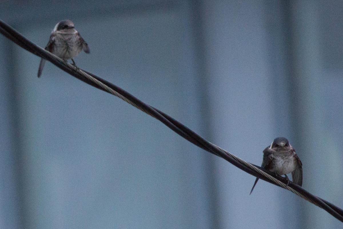 Purple Martin - Martin Renner