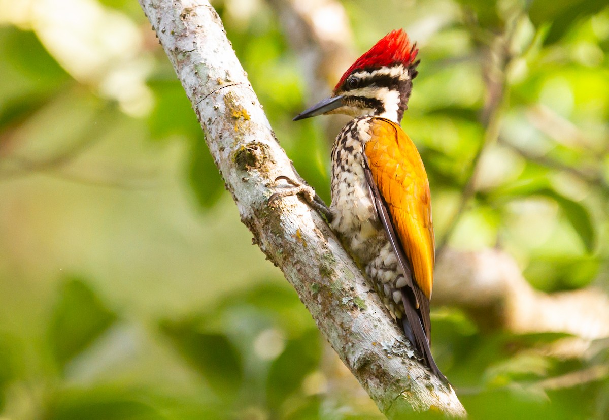 Common Flameback - ML273892371