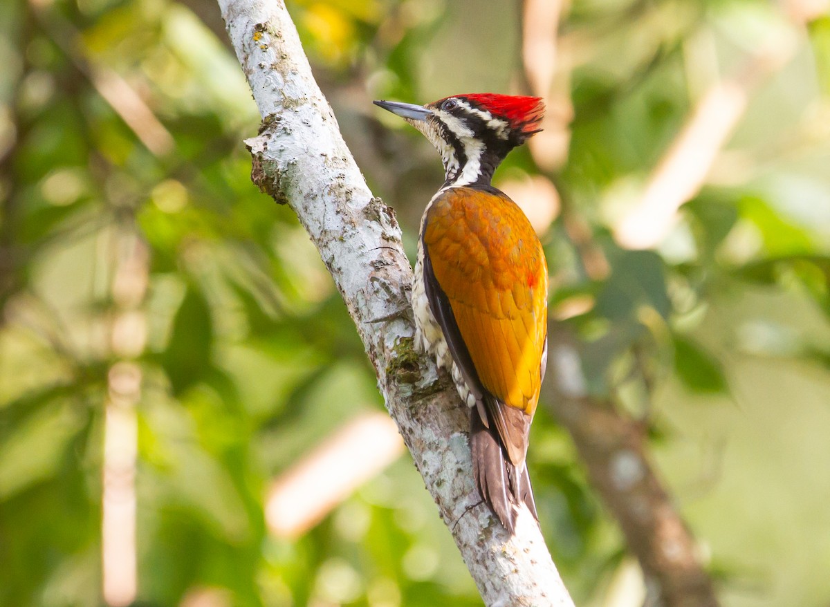 Common Flameback - Sathyan Meppayur