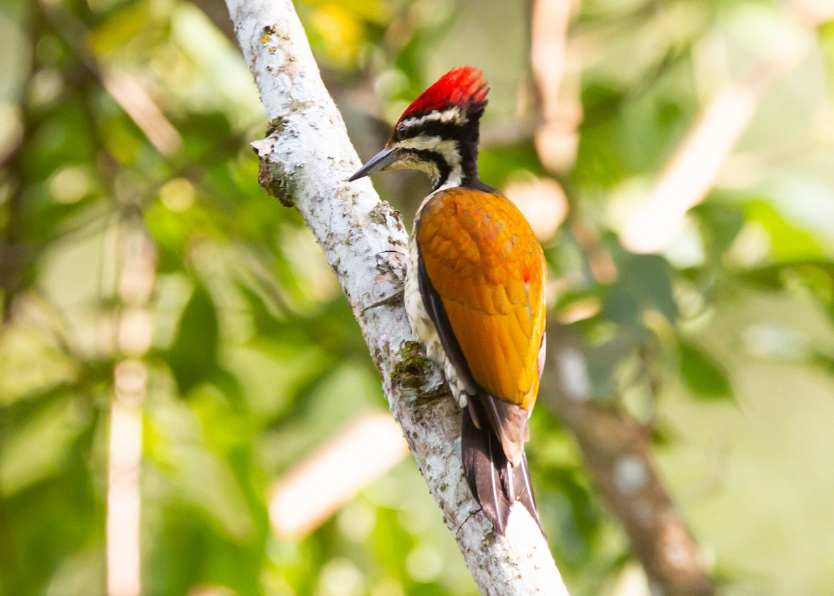 Common Flameback - Sathyan Meppayur