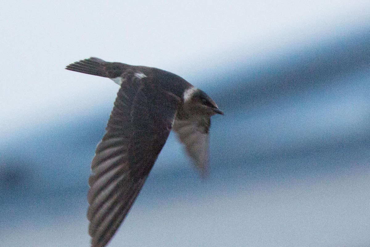 Purple Martin - ML273892661