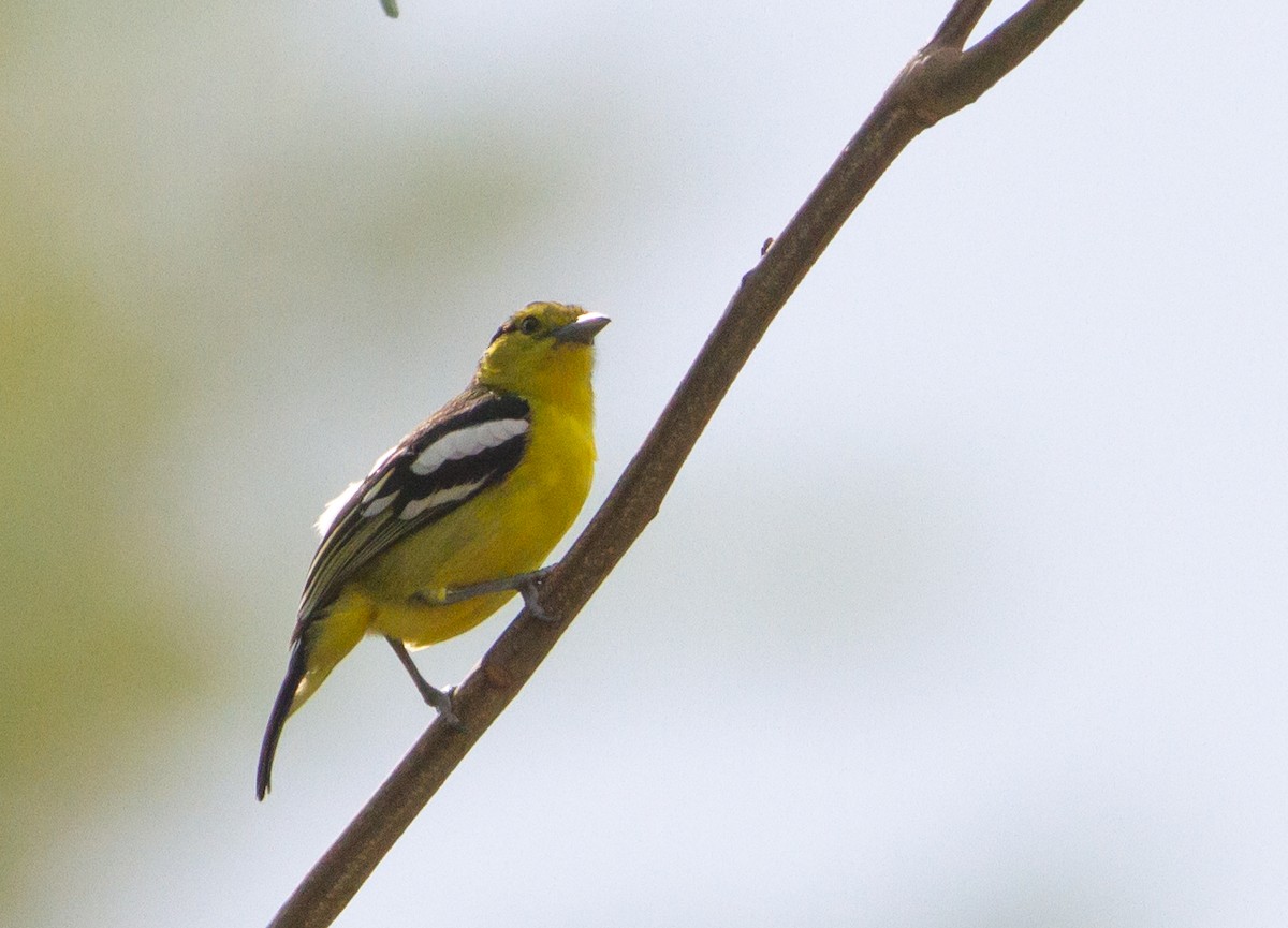 Common Iora - Sathyan Meppayur