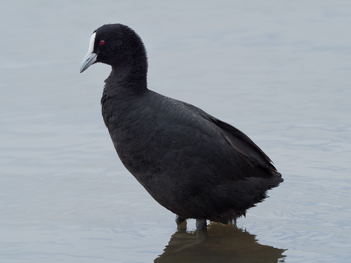 Eurasian Coot - ML273893951