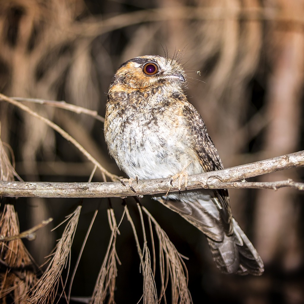 Australian Owlet-nightjar - ML273895151